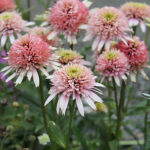 Echinacea purpurea CHERRY FLUFF 'Echcher298' Solhatt