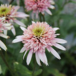 Echinacea purpurea CHERRY FLUFF 'Echcher298' Solhatt