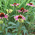 Echinacea purpurea 'Green Twister' Solhatt
