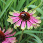 Echinacea purpurea 'Green Twister' Solhatt