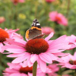 Echinacea purpurea 'Magnus' Solhatt