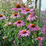 Echinacea purpurea 'Magnus' Solhatt