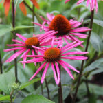 Echinacea purpurea 'Pica Bella' Solhatt