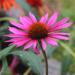 Echinacea purpurea 'Pica Bella' Solhatt