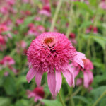 Echinacea purpurea 'Pink Double Delight' Solhatt