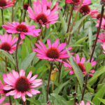 Echinacea purpurea 'Summer Cloud' Solhatt