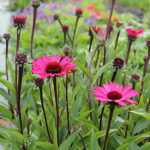 Echinacea purpurea 'Summer Cloud' Solhatt