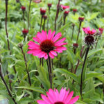 Echinacea purpurea 'Summer Cloud' Solhatt