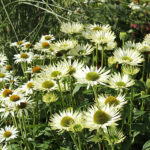 Echinacea purpurea 'Virgin' 2L Solhatt