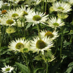 Echinacea purpurea 'Virgin' 2L Solhatt