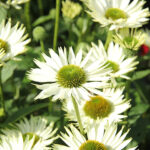 Echinacea purpurea 'Virgin' 2L Solhatt