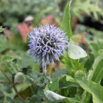 Echinops bannaticus Blå bolltistel