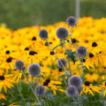 Echinops bannaticus Blå bolltistel