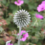 Echinops bannaticus 'Star Frost' NY Bolltistel