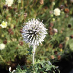 Echinops bannaticus 'Star Frost' NY Bolltistel