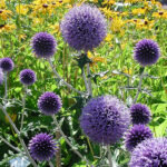 Echinops bannaticus 'Veitch's Blue' Blå bolltistel