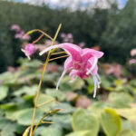 Epimedium 'Pretty in Pink' Sockblomma