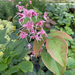 Epimedium 'Pretty in Pink' Sockblomma