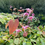 Epimedium 'Pretty in Pink' Sockblomma
