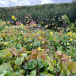 Epimedium 'Sunny and Share' Sockblomma