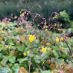 Epimedium 'Sunny and Share' Sockblomma