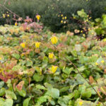 Epimedium 'Sunny and Share' Sockblomma