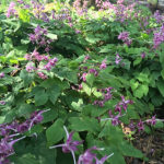 Epimedium grandiflorum 'Lilafee' Japansk sockblomma