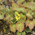 Epimedium perralchicum 'Frohnleiten' Taggig sockblomma