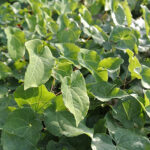 Epimedium perralchicum 'Frohnleiten' Taggig sockblomma