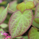 Epimedium rubrum Röd sockblomma
