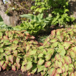 Epimedium rubrum Röd sockblomma