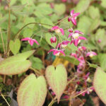 Epimedium rubrum Röd sockblomma