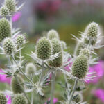 Eryngium planum MAGICAL WHITE LAGOON 'Kolmwhila' Rysk martorn