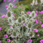 Eryngium planum MAGICAL WHITE LAGOON 'Kolmwhila' Rysk martorn