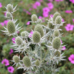 Eryngium planum MAGICAL WHITE LAGOON 'Kolmwhila' Rysk martorn