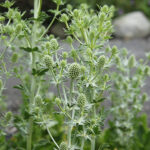 Eryngium planum 'White Glitter' Rysk martorn