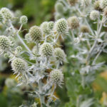 Eryngium planum 'White Glitter' Rysk martorn