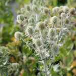 Eryngium planum 'White Glitter' Rysk martorn