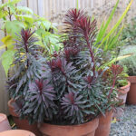 Euphorbia MINERS MERLOT 'KMMM024' Törel