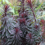 Euphorbia MINERS MERLOT 'KMMM024' Törel