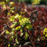 Euphorbia amygdaloides 'Purpurea' Mandeltörel