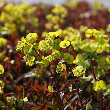 Euphorbia amygdaloides 'Purpurea' Mandeltörel