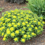 Euphorbia epithymoides Gulltörel