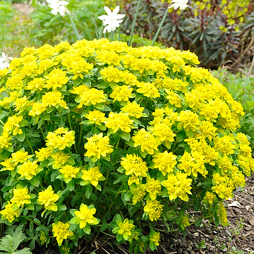 Euphorbia epithymoides Gulltörel