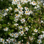 Eurybia divaricata Vit skogsaster