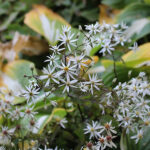 Eurybia divaricata Vit skogsaster