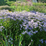 Eurybia herveyi 'Twilight' Storbladig aster