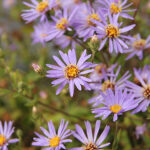 Eurybia herveyi 'Twilight' Storbladig aster
