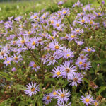 Eurybia herveyi 'Twilight' Storbladig aster