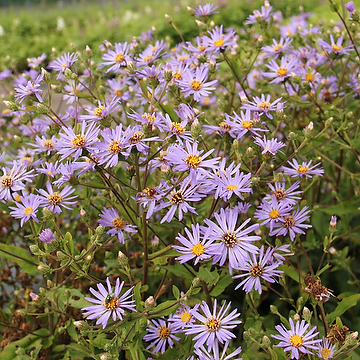 Eurybia herveyi 'Twilight' Storbladig aster